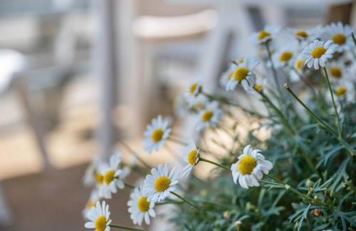 Ferienhäuser Ella Walter - Efeuhaus - Foto 33