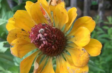 Villa Baronzola - Foto 43