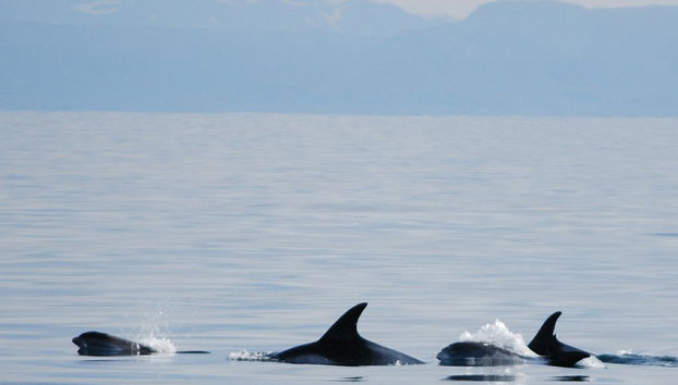 Whale Watching in Big Boats - Photo 5