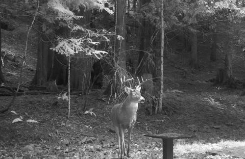 Ahrs Creek Retreat In the Timber - Foto 37