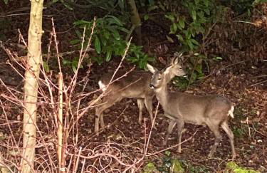 Little Woodside a beautiful New Forest self contained private luxury annexe - Foto 75