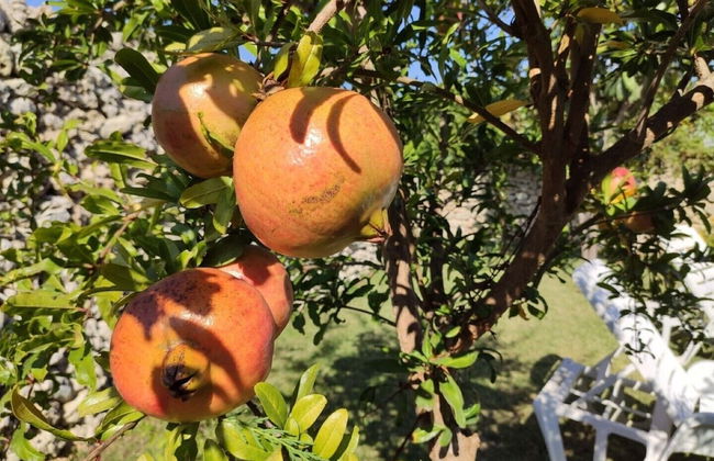 Masseria Costarella - Photo 70