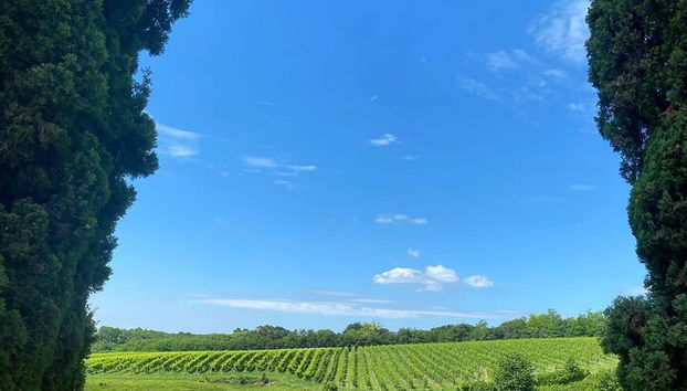 Tour de Quesos y Gins Todo Incluido en las colinas del Prosecco. - Foto 5