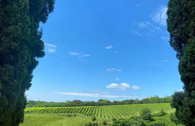 Tour de Quesos y Gins Todo Incluido en las colinas del Prosecco. - Foto 5