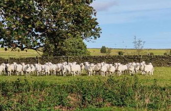 Curlew Cottage Eldwick peaceful location where you can watch the horses - Foto 19
