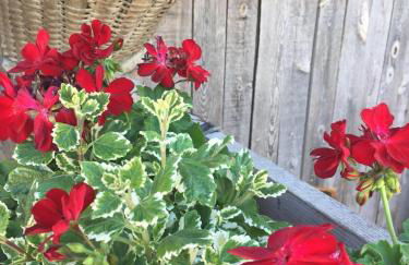 Lochererhof - Foto 68