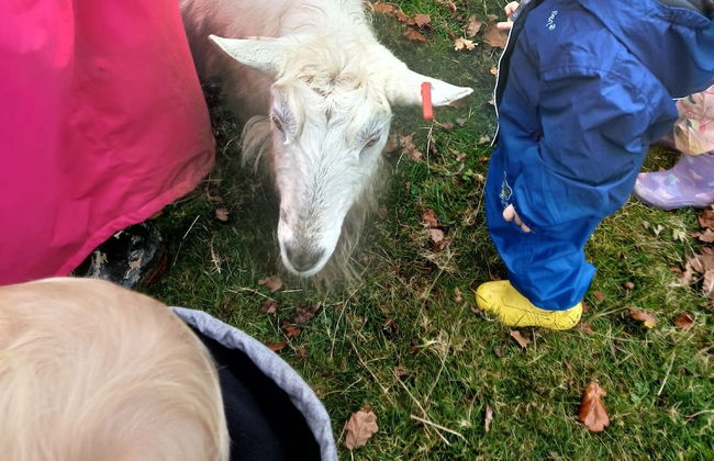 Idlewild Animal Sanctuary Farmhouse Stay - Charity - Photo 28