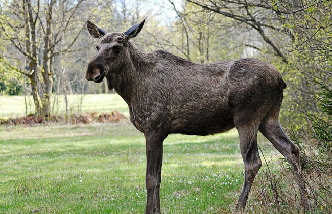 5 Person Holiday Home in Torsby - Foto 11