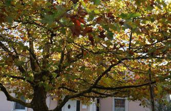 Rezydencja Pod Platanem - Photo 64