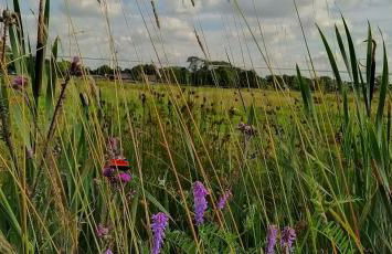 Mooroase Bauerngarten - Ovelgönne - Nordsee - Weser - Jade - Foto 32
