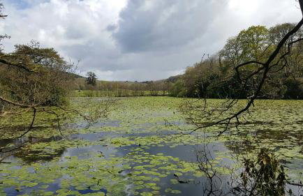 Plas Nanteos Mansion - Foto 13