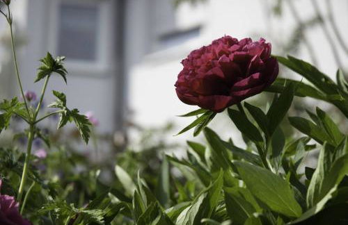 Ferienwohung Traumgarten - Foto 11