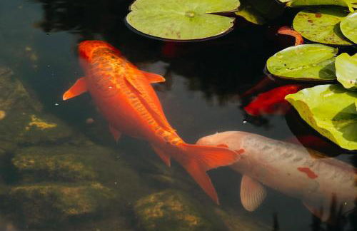 Verde Verdilhão Villa - Foto 15