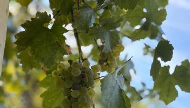 Meublés de Charme Romantique en Touraine - Foto 4, Garden view