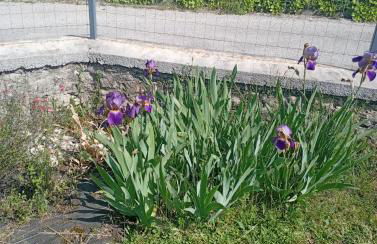 La Clematite d'Olt - Photo 30