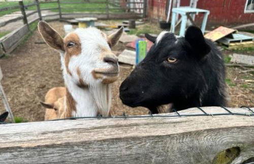 The Goat Farm - Foto 32