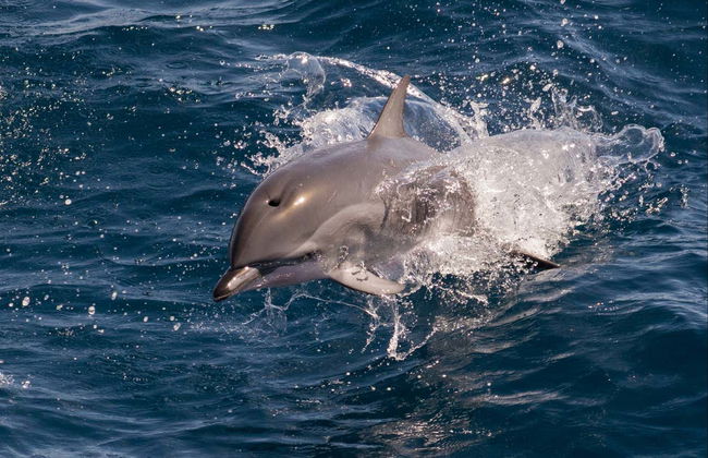Avistamiento de delfines en Djerba - Foto 6