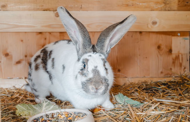 Dachstein Südwand - Photo 13