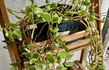 Apartamento Aconchegante Nogueira - Foto 8