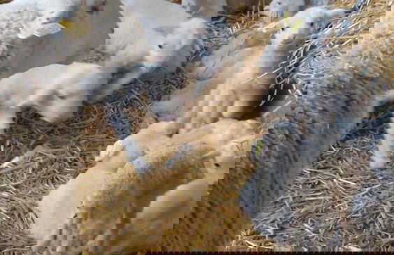 Casas Rurales Espargoiti I y II - Foto 25