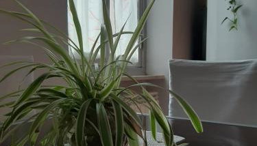 Torino in Colore - Foto 3