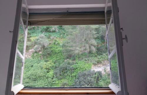 Ave Ibis eremita Vejer - Foto 22