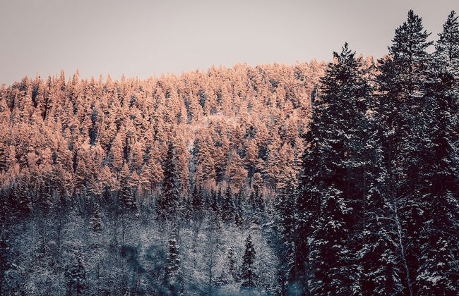 Villa Happy Fox - Photo 40