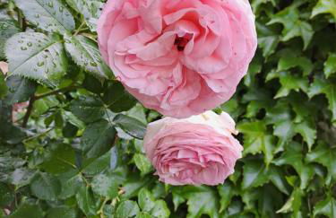 Le clos des Acanthes - Foto 17