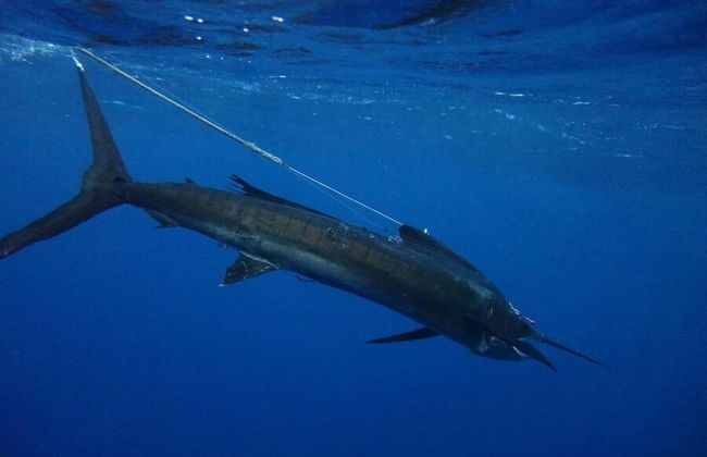 Vanuatu Uncharted Sport Fishing Lounge - Foto 28