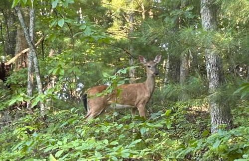 Log Cabin, Lake, Hot Tub, Near Wineries & Hiking - Foto 44