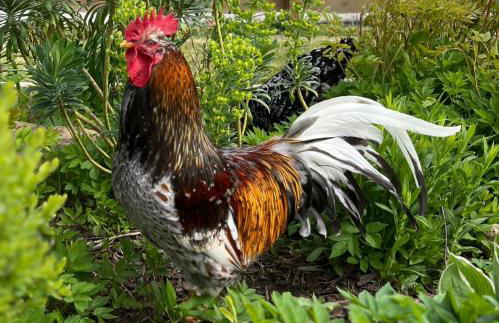 Landhaus Timm - Ferienhaus an der Ostsee - Foto 20