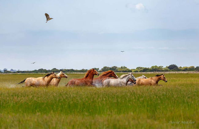Visita guiada pelo Parque Nacional de Doñana - Foto 1