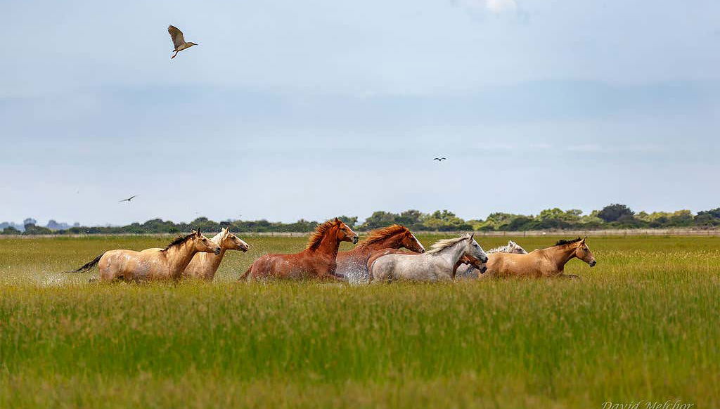 Donana National Park Guided Tour - Photo 1