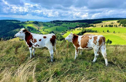 View House, Schauinsland, Black Forest - Photo 13