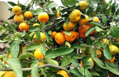 Apartment Tomislav - Foto 22