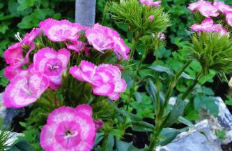 Holiday Home für 4 Personen ca- 65 m² in Brod Moravice- Gespanschaft Primorje-Gorski - G by Interhome - Foto 23