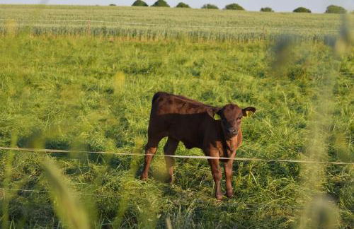 Landhaus am Bauernhof im Ostseeland - Foto 27