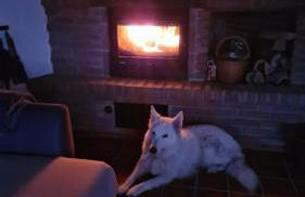 Eifel Urlaub mit Hunden Ferienhaus Schwalbennest Schalkenmehren - Foto 36