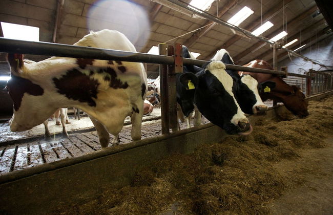 Peaceful Farmside Bungalow - Photo 2