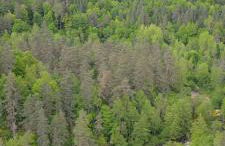 Studio en campagne - Foto 25