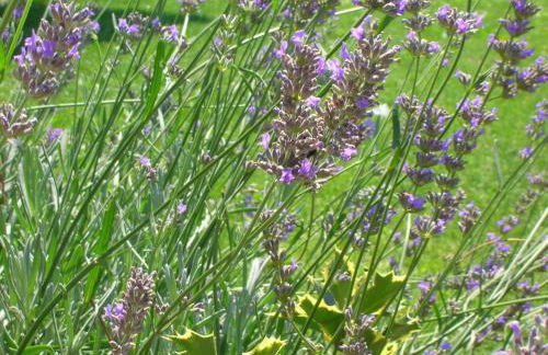 AGRITURISMO MASO PERTENER -adults friendly- - Foto 44