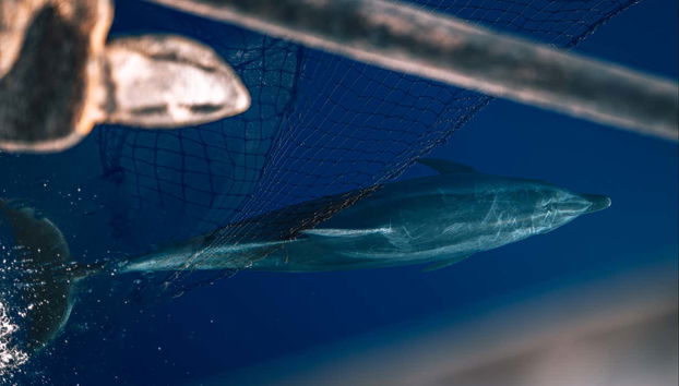 Observation de dauphins à Lampedusa