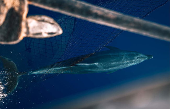 Passeio de barco pirata por Lampedusa - Foto 3