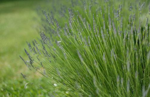 Dom Malowany - Domki - Foto 15