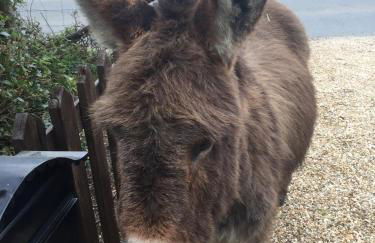 Farmhouse in the heart of the New Forest - Foto 39