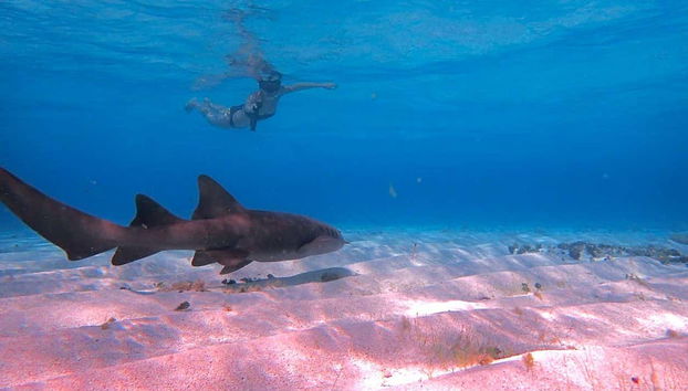 Viendo un tiburón en el fondo marino de Punta Arrecife