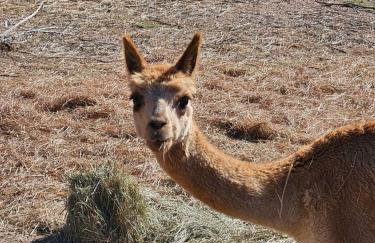 Mountain Farm Stay, Alpacas and Views, Royal Gorge 15min - Foto 58