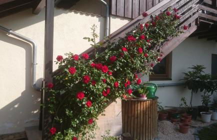 Ferienoase ENGEL - Foto 6