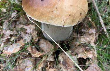 Agroturystyka Staroscin - Foto 28