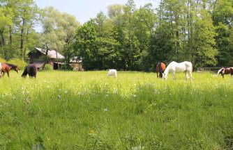 Gospodarstwo Agroturystyczne Stary Młyn Wilczkowice - Foto 36